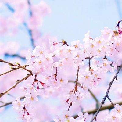 开云电竞app下载